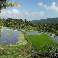 Photo de Bali - Banjar et Gitgit